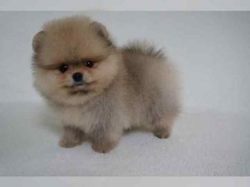 Boo Pomeranian Zwergspitz Welpen