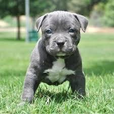 American Pitbull Welpen Blueline Bluelin
