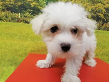Super MINI Maltese Puppies whatsapp numb