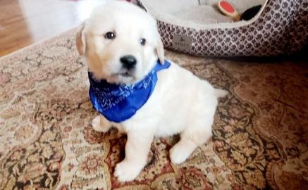 Loving Available Golden Retriever W