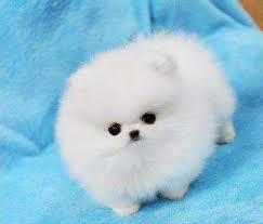 KOSTENLOS Pomeranian Zwergspitz welpen. 