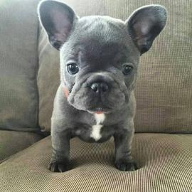franz�sische Bulldog Welpen