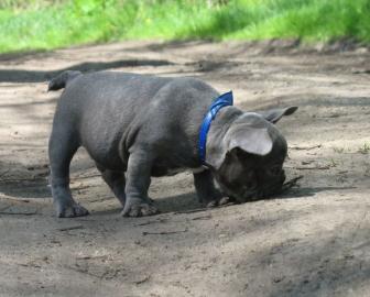 Franz?sische Bulldoggen Welpen