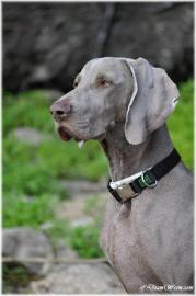 Weimaraner Welpen mit Papiere