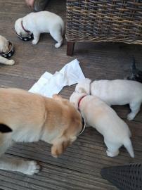 Reinrassige Labrador Welpen zu verkaufen
