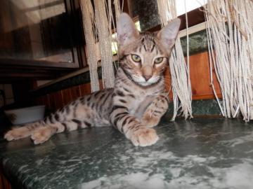 Savannah Katzenbabys F6 SBT