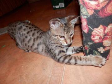 Savannah Katzenbabys F6 SBT