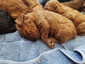 s??e Kuschelpudelwelpen