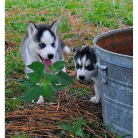 Herrlicher Labrador-Apportierhundwelpe. 