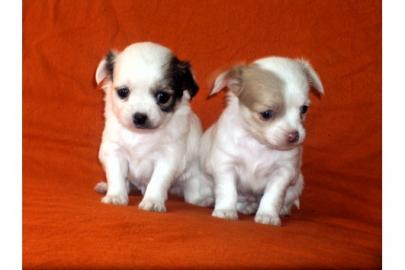 chihuahua welpen VDH/FCI Papieren. 