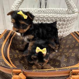 Yorkshire Terrier Welpen whatsapp number