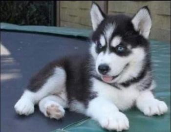 S��e reinrassige Siberian Husky Welpen w