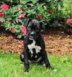 Boxer Welpen