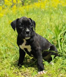Boxer Welpen