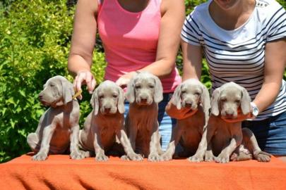 Weimaraner Kurzhaar Welpen mit Papiere