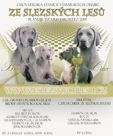 Weimaraner Kurzhaar Welpen mit Papiere