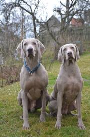 Weimaraner Kurzhaar Welpen mit Papiere