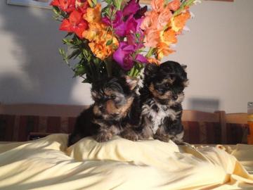 Yorkshire terrier welpen ab sofort