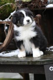 Traumhaft sch�ne Miniature Australian Sh