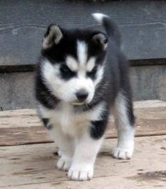 S??e Siberian Husky-Welpen