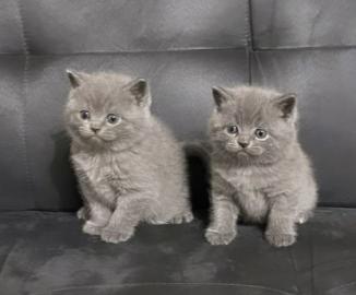 Gesund Britisch Kurzhaar Katzchen