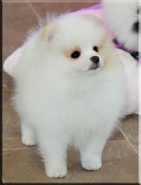 Pomeranian welpen