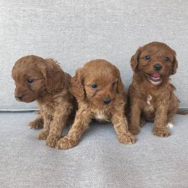 Cavapoo-Welpen verstehen