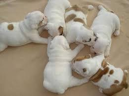 English bulldoge m�nnlich und weiblich F