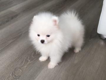 Zwergspitz-Pomeranian -Welpen