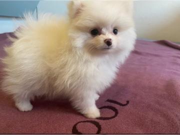 Zwergspitz-Pomeranian -Welpen