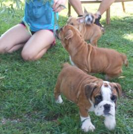 Englisch Bulldog Welpen 100% Rassehunde