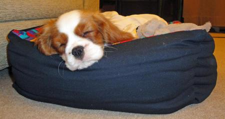 Cavalier King Charles Spaniel