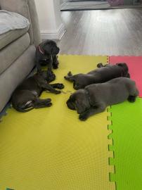Cane Corso Welpen bereit zu gehen