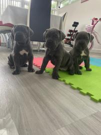 Cane Corso Welpen bereit zu gehen