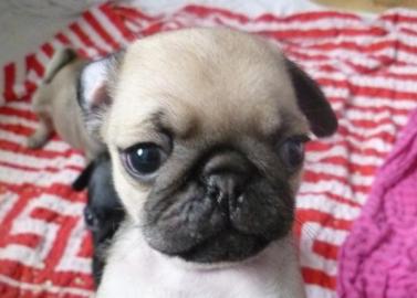 Mops Welpe mit Papiere 8 Wochen H�ndin