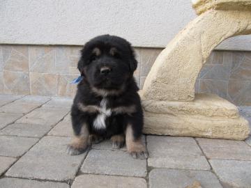Tibet mastiff, Do-Khyi