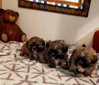 Shih Tzu welpen