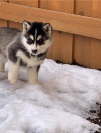 F1 Pomsky Welpen Verf�gbar