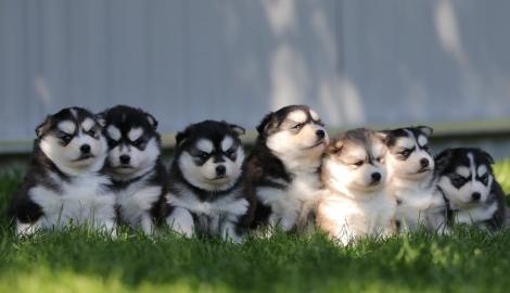 F1 Pomsky Welpen Verf�gbar