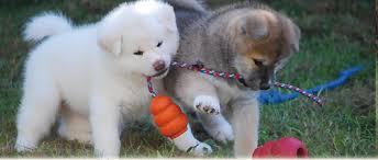Akita Inu welpen