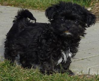 Bildsch�ne  bolonka zwetna Welpen