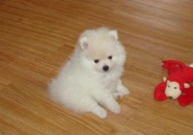 Reinrassige Zwergspitz/Pomeranian