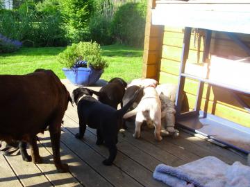 Labradorwelpen aus liebevoller Familiena