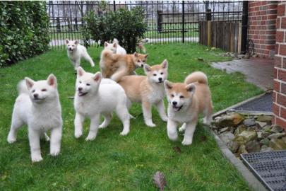 Akita Inu Welpen Mit Papieren
