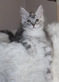 Black-silver-torbie mit Stammbaum