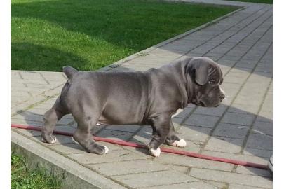 APBT  M�dchen und  R�den! Pitbull