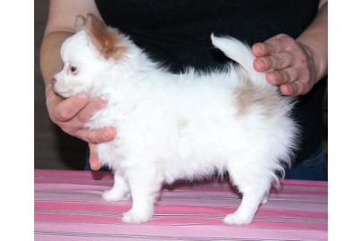 Chihuahuawelpen Langhaar mit Papieren