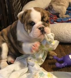 12 Wochen alte englische Bulldogge Welpe