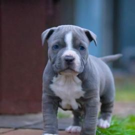 Pitbull Welpe; bereit zu gehen