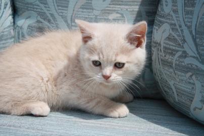 Britisch Kurzhaarr in cream